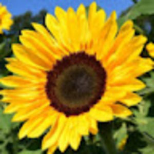 Meet your Posher, Leila